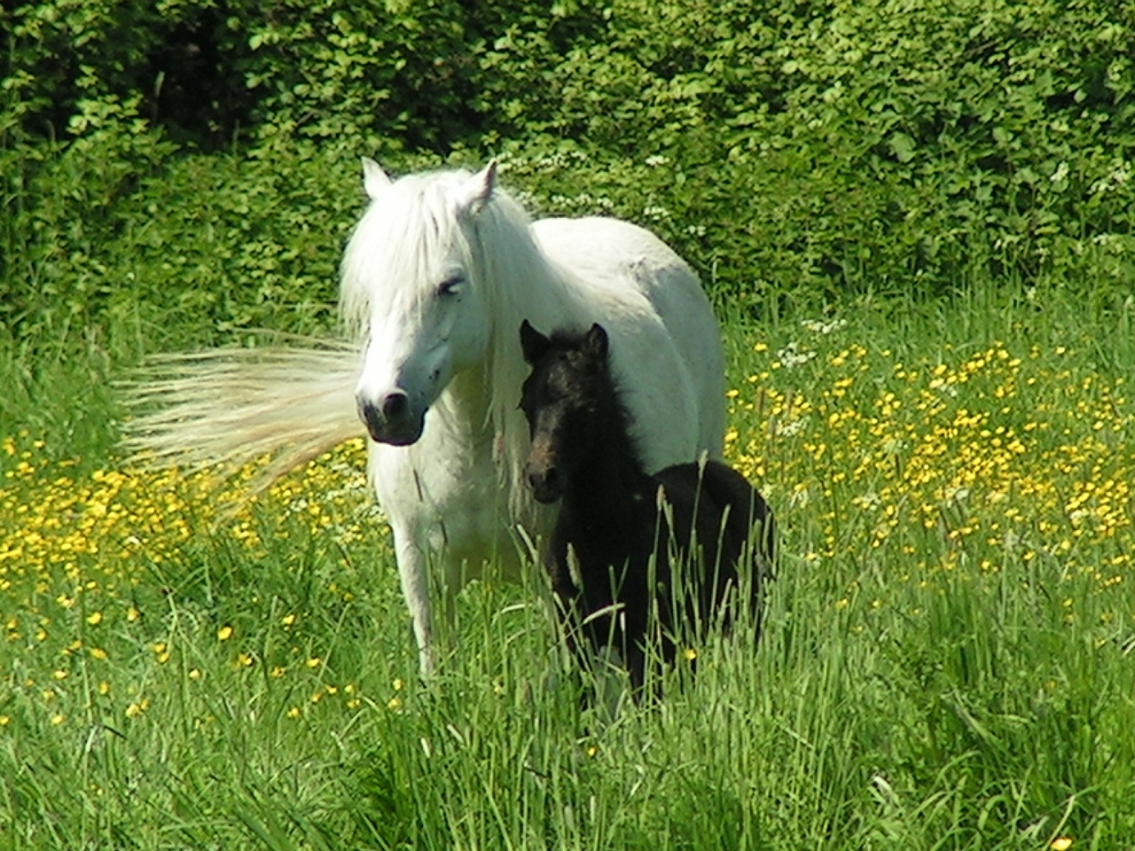 Dartmoor Pony